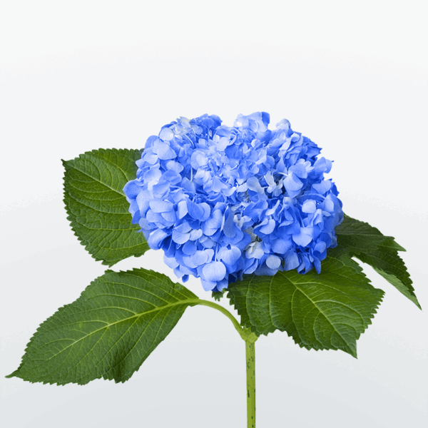 Цветы Гортензия