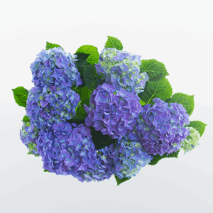 Цветы Гортензия